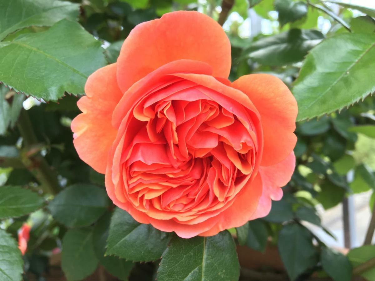 Ferienhaus Blumenparadies Stainz Bagian luar foto